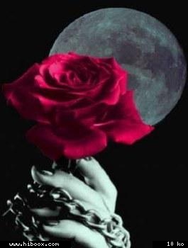 rose rouge
